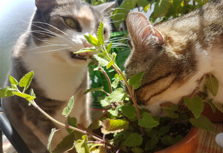 Here’s How To Stop Your Cat From Eating Your Plants Secret Lives of