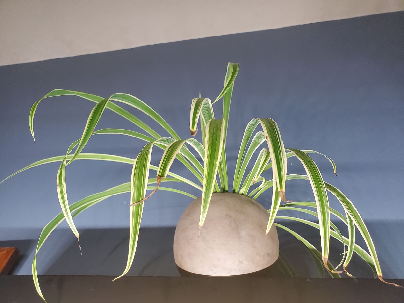 Here's Why Your Spider Plant Has Brown Tips - Secret Lives of Plants 