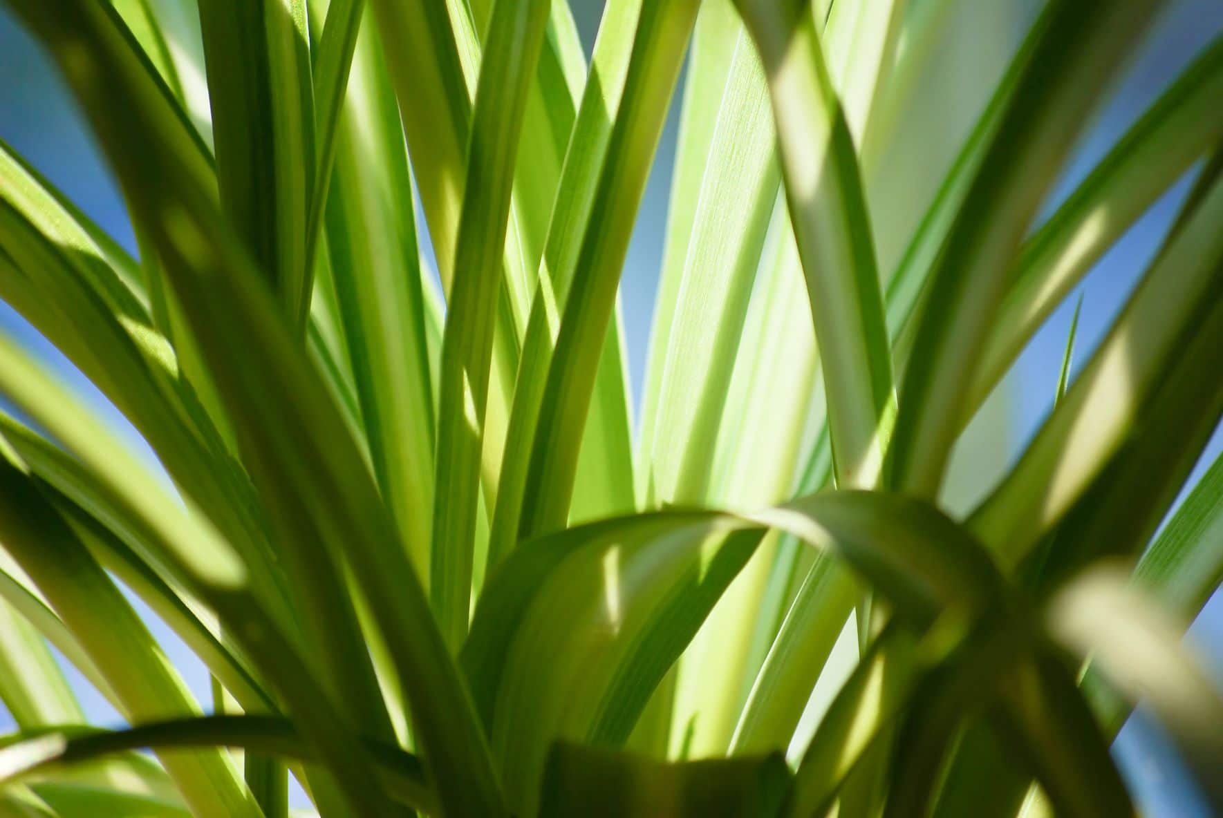 Here's Why Your Spider Plant Has Brown Tips - Secret Lives of Plants 