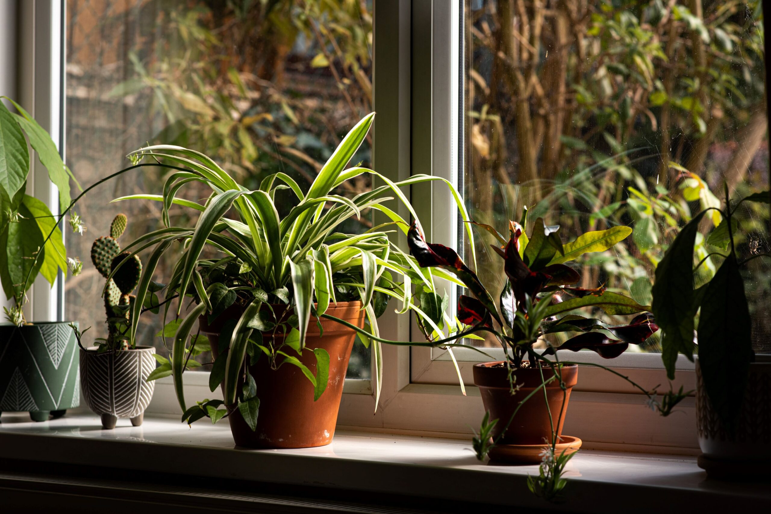 Here's How to Grow more Spider Baby Plants (spiderettes) - Secret Lives ...